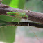 Assassin Bug nymph