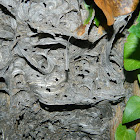 Paper wasp nest