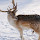 Reindeer HD Wallpapers Holiday Theme