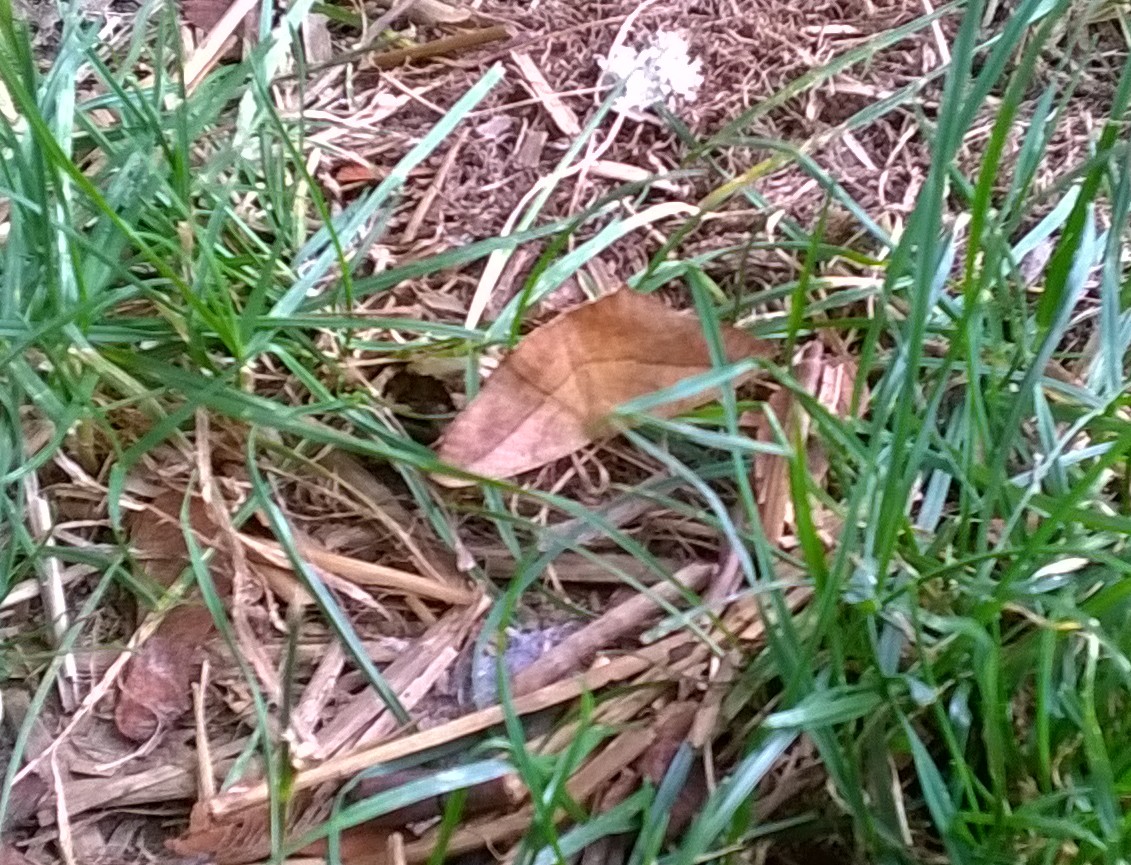 Large Maple Spanworm Moth