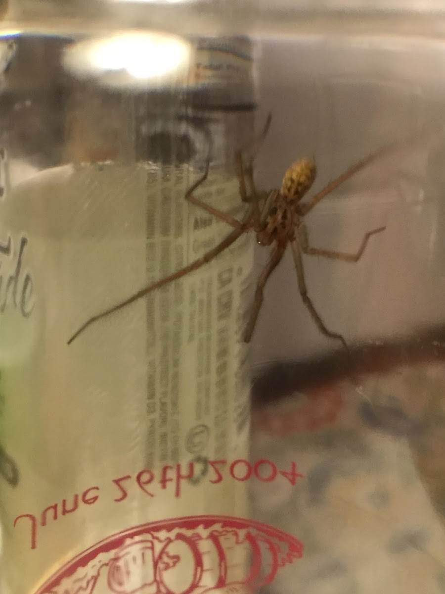 Giant House Spider