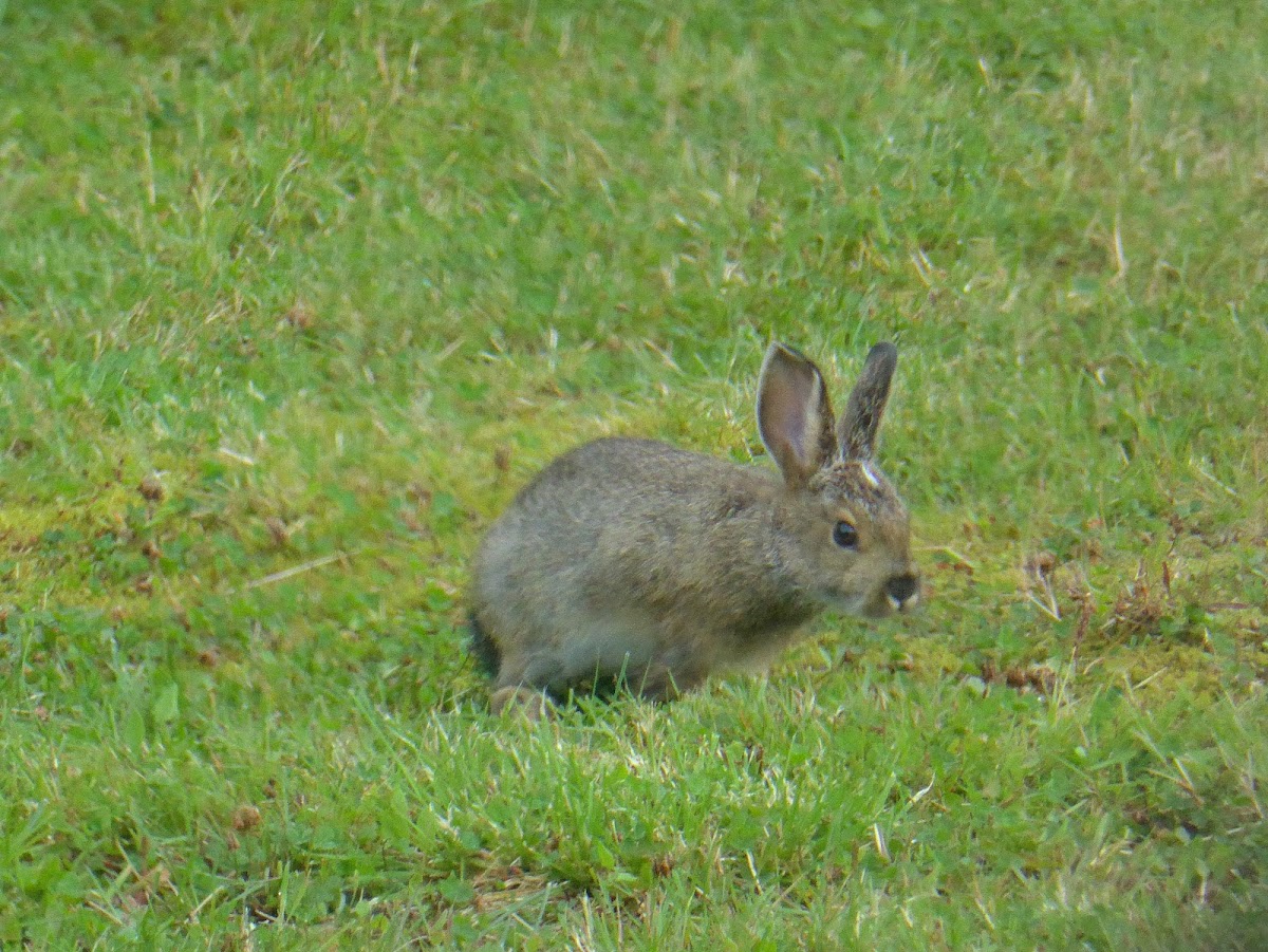 Snowshoe Hare