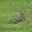 Snowshoe Hare