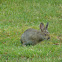 Snowshoe Hare