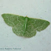 Southern Emerald Moth