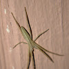 Slender Crab Spider