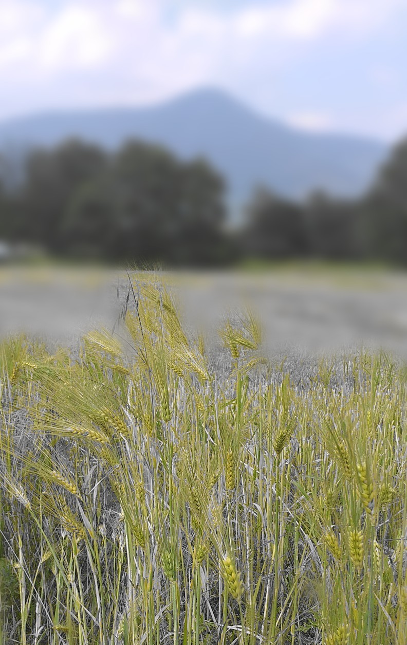 Profumi di campagna  di manuvi