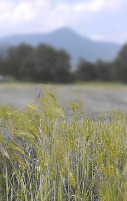 Profumi di campagna  di manuvi