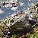 American Bullfrog