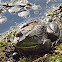 American Bullfrog