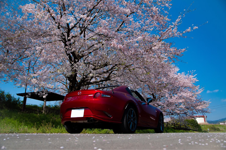 ロードスターRFの桜と愛車・桜を見る会・オープンカーの日に関するカスタム事例の投稿画像9枚目