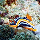 Chromodoris magnifica