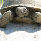 Gopher Tortoise