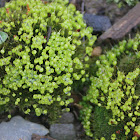 Common bladder-moss