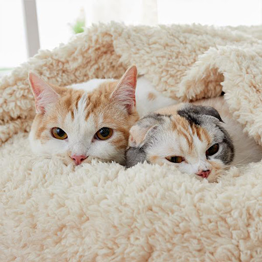 Title 3, Cats Nest Deep Sleep Semi Closed A cozy haven ...