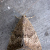 Moth