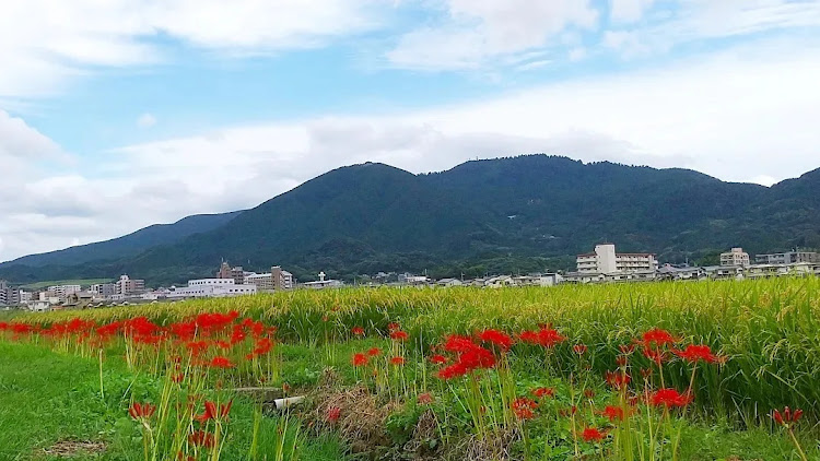 スバル360のなるふちの休日・スバル360・お彼岸・彼岸花・あかいくるまに関するカスタム事例の投稿画像2枚目