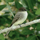 Eastern Phoebe