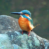 Kingfisher