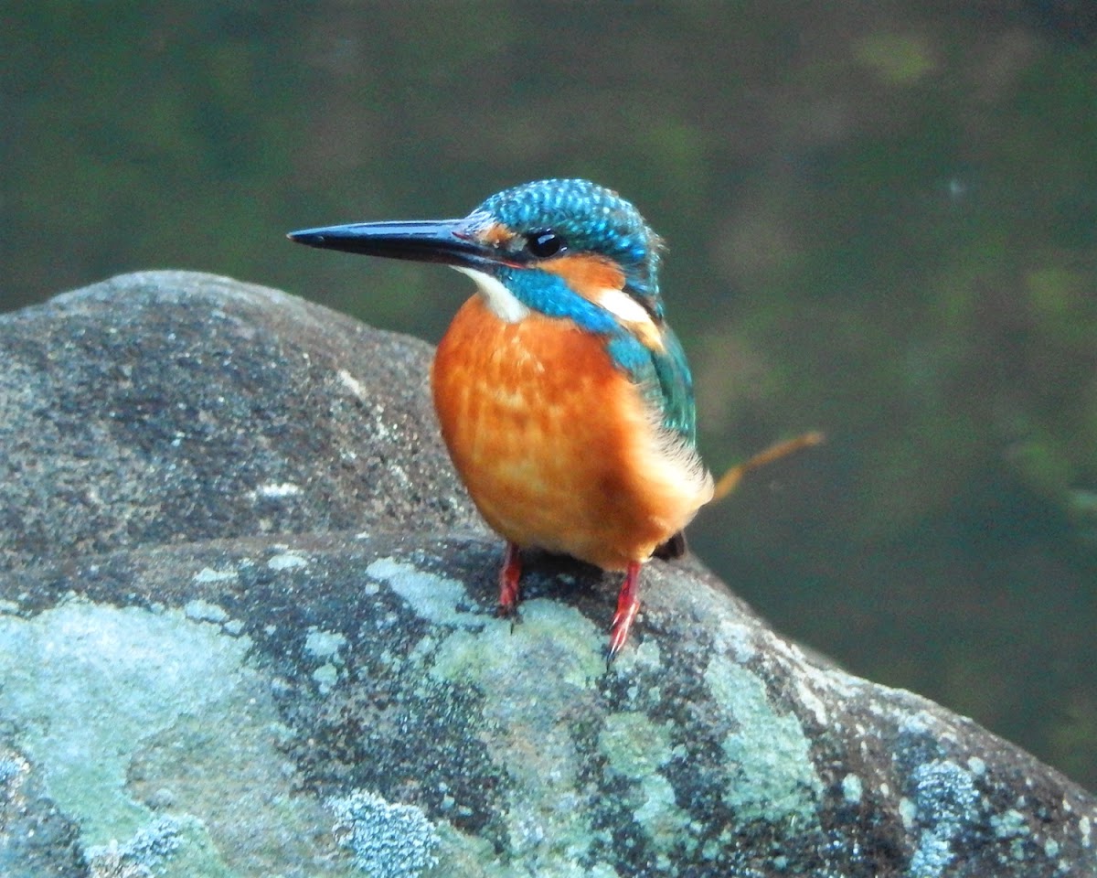 Kingfisher