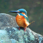 Kingfisher