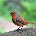 European Robin