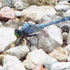 Eastern Pondhawk Dragonfly (male)