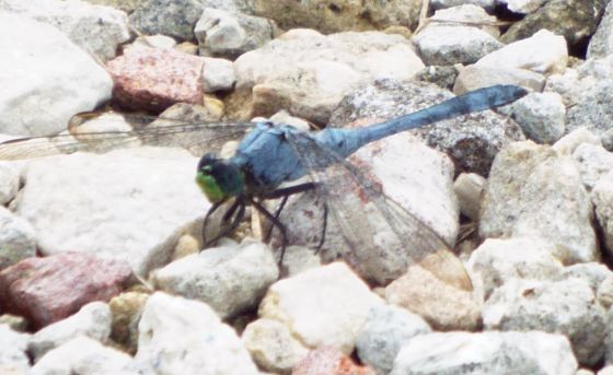 Eastern Pondhawk Dragonfly (male)