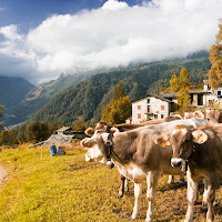 Care mucche, si torna a casa di 