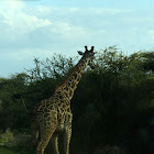 Maasai giraffe