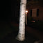 Paper Birch