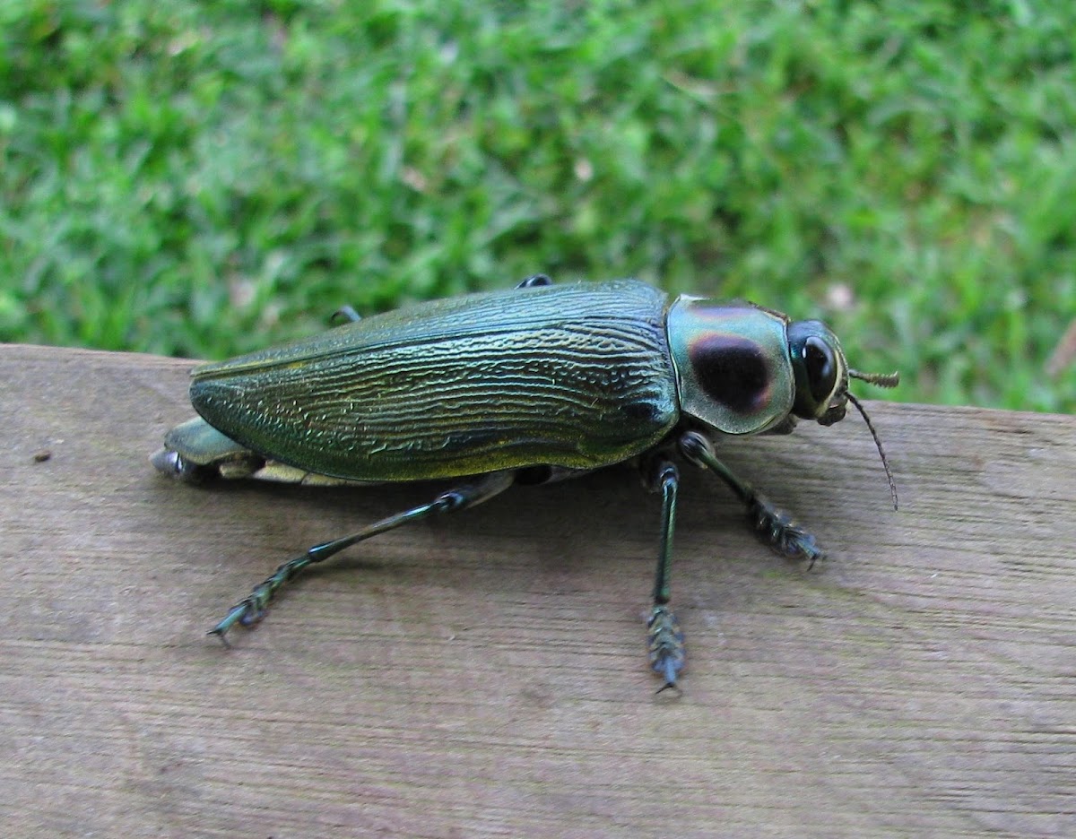 Jewel Beetle