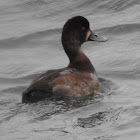 Lesser Scaup