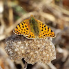 Queen of Spain Fritillary