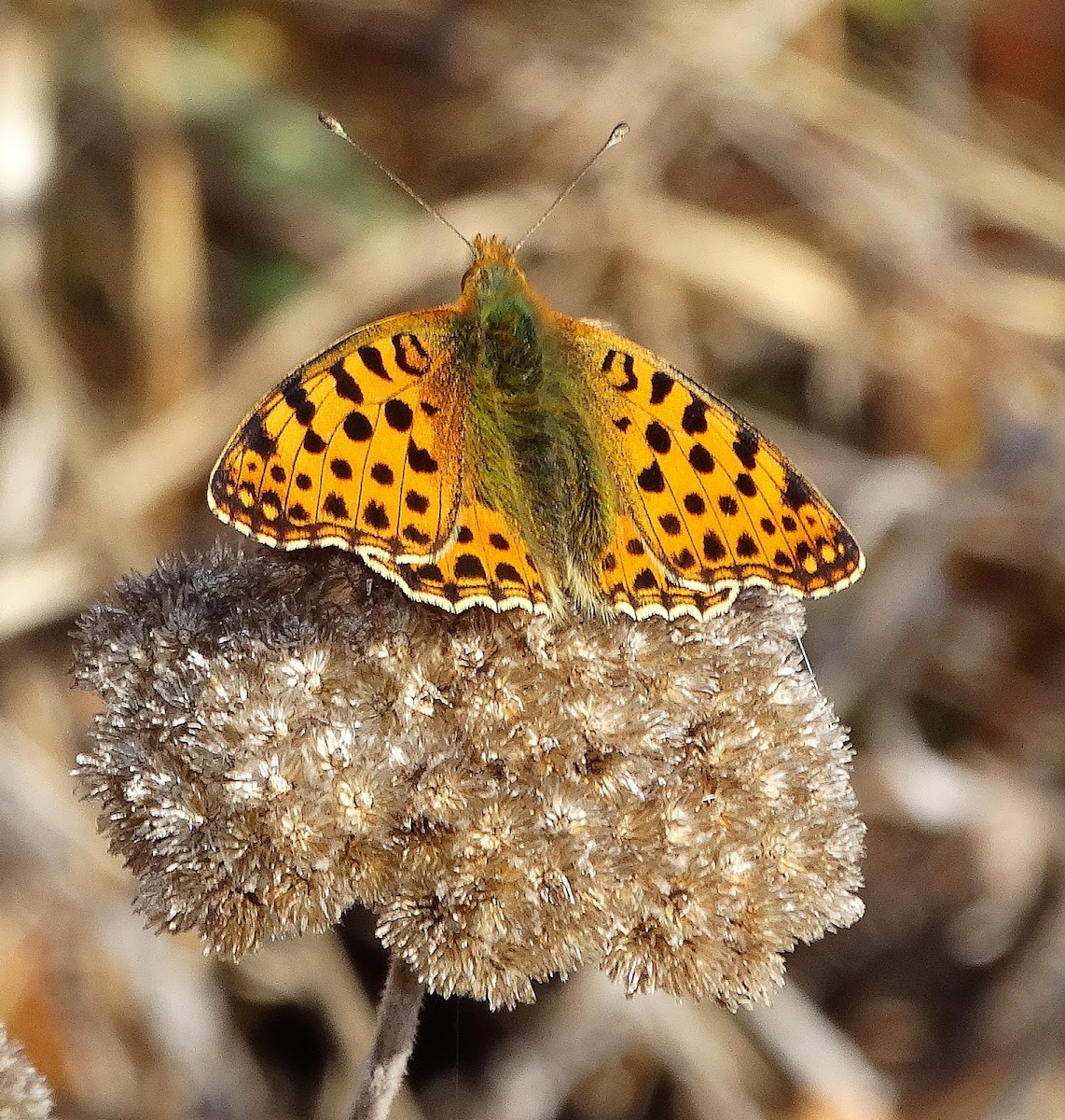 Queen of Spain Fritillary