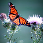 Monarch On A Thistle