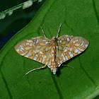 Crambid Moth