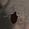 Stink bug