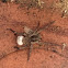 Carolina Wolf Spider