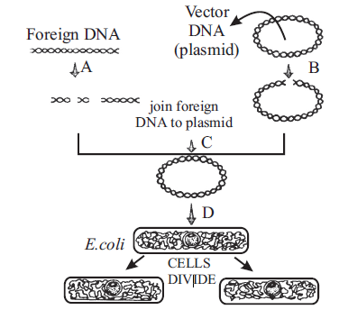 Processes of Recombinant DNA Technology