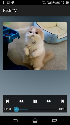 免費下載娛樂APP|Talking Cat Videos app開箱文|APP開箱王