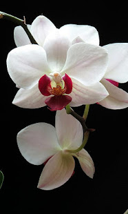 Orchid Wallpaper(圖2)-速報App