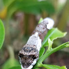 Eastern giant swallowtail caterpillar