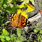 Vanessa de dos ojos - Western painted lady