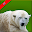 Animal Wallpaper Download on Windows