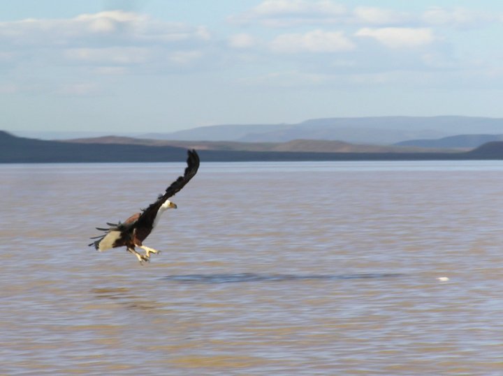 Aquila di Roble