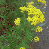 Tansy