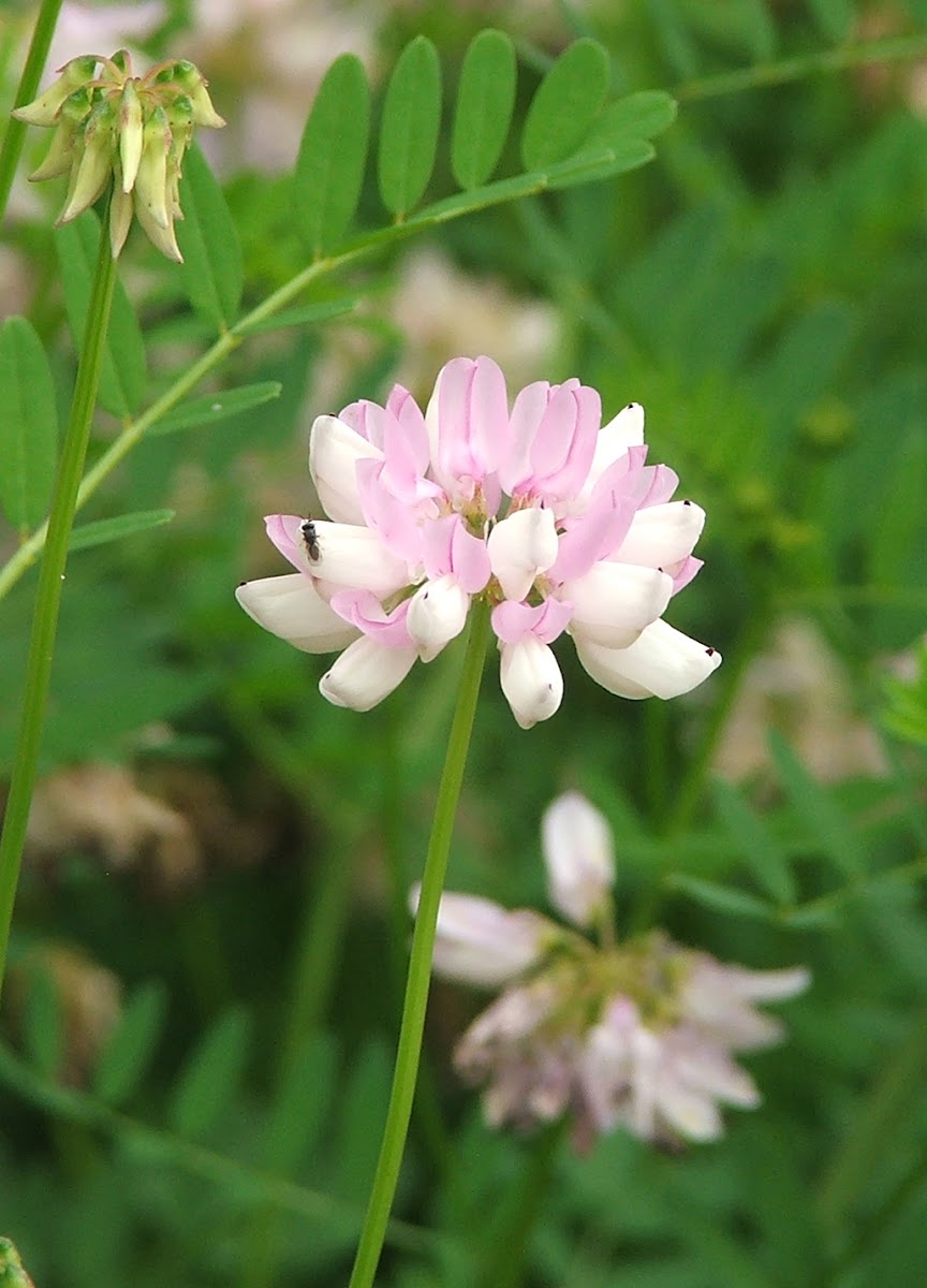 Crown Vetch