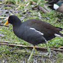 Common Gallinule