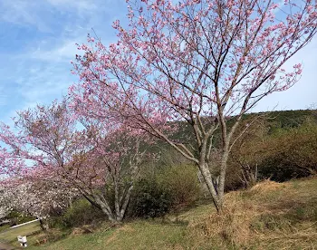 わたしの自慢のお兄ちゃん